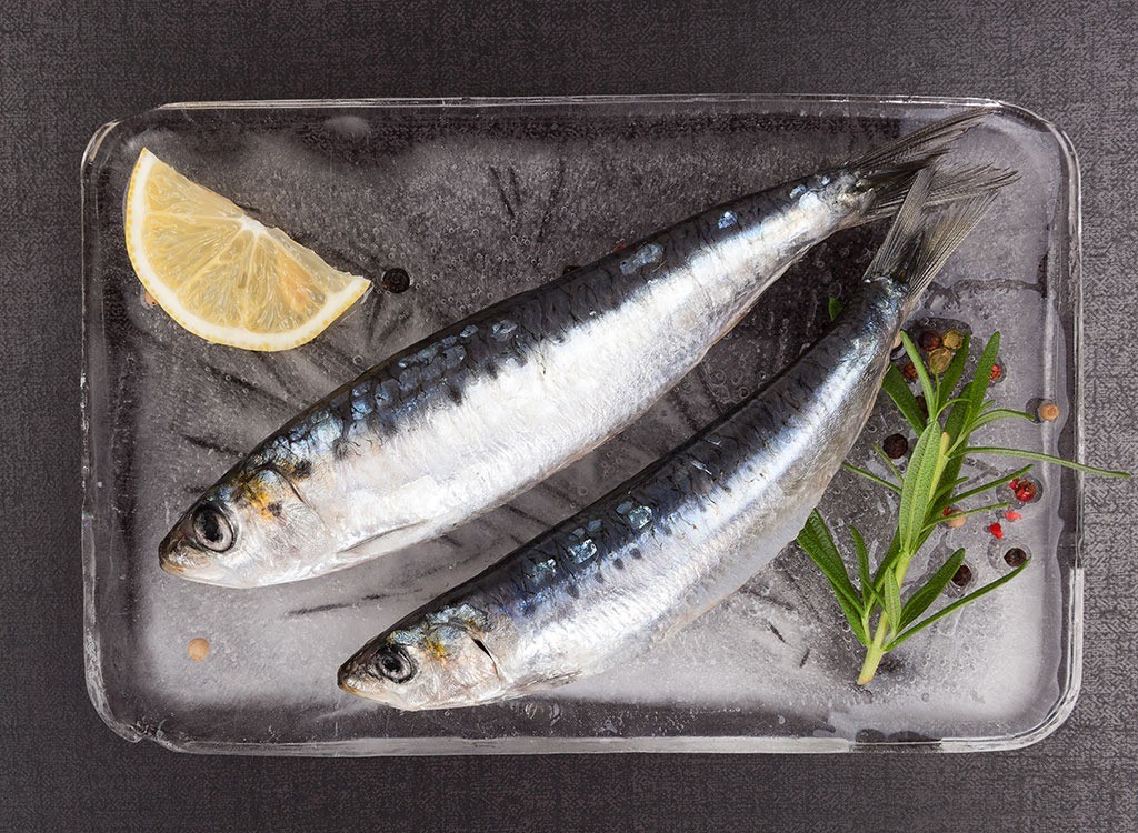 European Anchovy